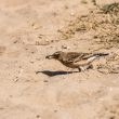 Traquet motteux gobant un insecte