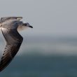 Mouette mélanocéphale juvénile