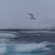 Mouette ivoire sur la banquise