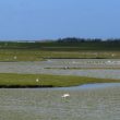 Dutch Birding vogelweekend Texel