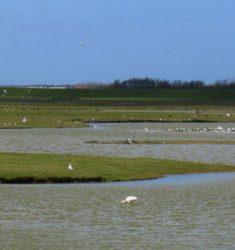 Dutch Birding vogelweekend Texel