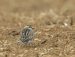 Pluvier guignard | Eudromias morinellus | Eurasian Dotterel