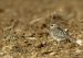 Pluvier guignard | Eudromias morinellus | Eurasian Dotterel