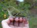 Pouillot à grands sourcils | Phylloscopus inornatus | Yellow-browed Warbler