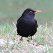 Chez le Merle noir, le bec et les ailes s’allongent avec l’âge