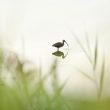 Ibis falcinelle dans les marais d’Orx