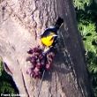 L’observation des oiseaux rares accidentels peut être bénéfique pour l’économie