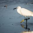 Aigrette garzette