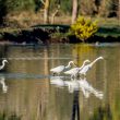 Aigrettes garzettes dans les marais du Vigueirat