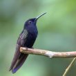 Les vocalisations du Colibri demi-deuil ont une fréquence étonnamment élevée