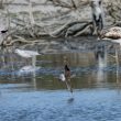 Chevalier sylvain et flamants