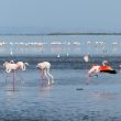 Flamants roses