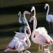 Flamants roses