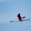 Flamant rose en Camargue