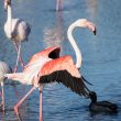 Flamants roses en Camargue