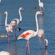 Flamants roses