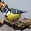 Mésange maghrébine ou nord-africaine