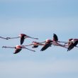 Vol de Flamants roses