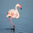 Flamant rose