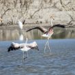 Flamants roses juvéniles