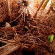 Conures veuves dans leur nid