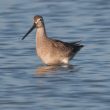 Observation et identification d’un Bécassin à long bec en Charente-Maritime en octobre 2018