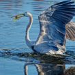 Hybride Héron cendré x Grande Aigrette