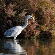 Hybride Héron cendré x Grande Aigrette