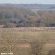 Observer les oiseaux près de Verdun (Meuse) : forêt de Spincourt et environs