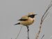 Traquet du désert | Oenanthe deserti | Desert Wheatear