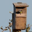 Mésange bleue explorant un nichoir en automne