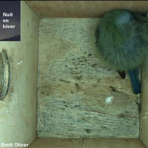 Hiver Chaud Nid D'oiseau Maison Abri Cabane Hamac Suspendu Finch