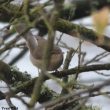 Identifier les pouillots originaires de Sibérie