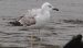 Goéland pontique | Larus cachinnans | Caspian Gull