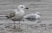 Goéland pontique | Larus cachinnans | Caspian Gull