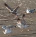 Goéland pontique | Larus cachinnans | Caspian Gull