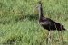 Ibis falcinelle | Plegadis falcinellus | Glossy Ibis