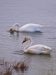 Cygne de Bewick | Cygnus columbianus bewickii | Bewick’s Swan