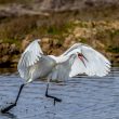 Aigrette garzette « en colère »