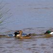 Parade amoureuse de Canards souchets