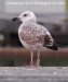 Goéland pontique | Larus cachinnans | Caspian Gull