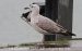 Goéland pontique | Larus cachinnans | Caspian Gull