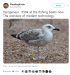 Goéland pontique | Larus cachinnans | Caspian Gull