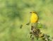 Bergeronnette flavéole | Motacilla flava flavissima | Yellowish-crowned Wagtail