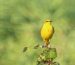 Bergeronnette flavéole | Motacilla flava flavissima | Yellowish-crowned Wagtail