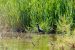 Talève sultane | Purple Gallinule | Porphyrio porphyrio