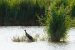 Talève sultane | Purple Gallinule | Porphyrio porphyrio