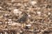 Pluvier guignard | Eudromias morinellus | Eurasian Dotterel