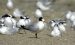 Sterne élegante | Thalasseus elegans | Elegant Tern