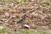 Pluvier guignard | Eudromias morinellus | Eurasian Dotterel